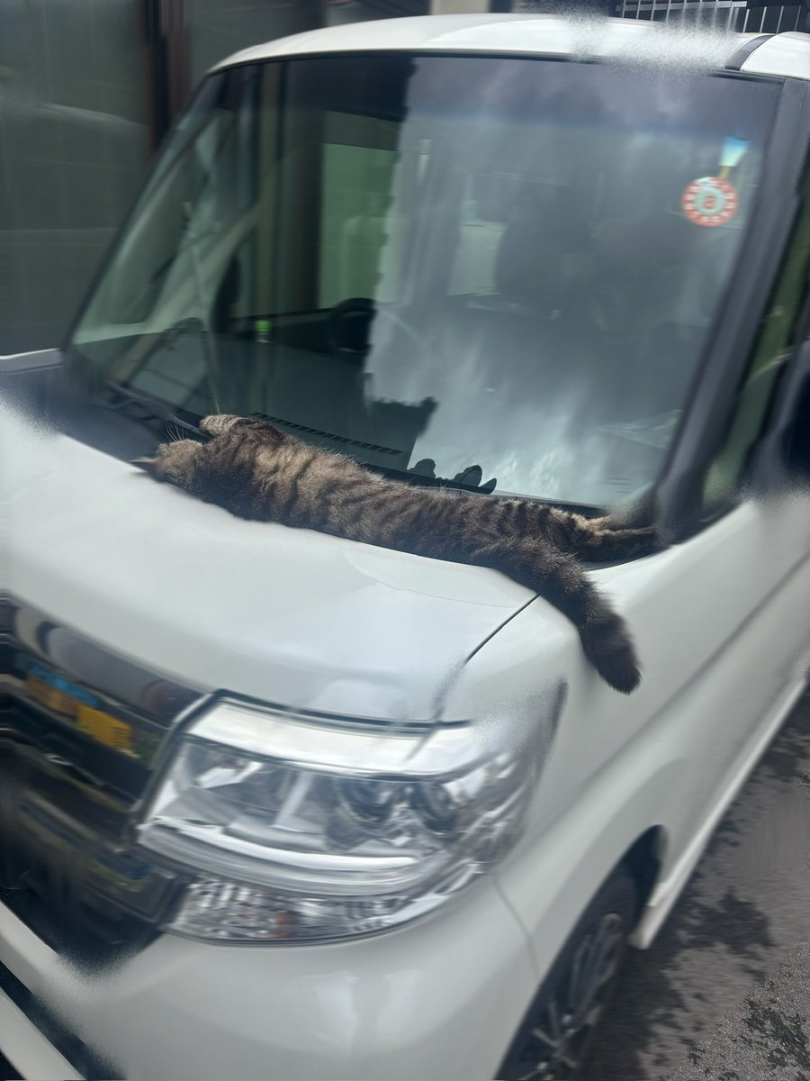 tuboyatakou's tweet photo. キミはうちのネコちゃんじゃないはずだけど??
※車は身内の車です https://t.co/W1HQhtsnlB