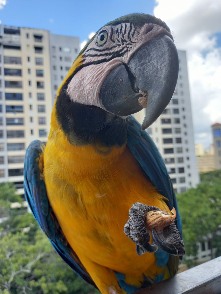 karelisjvc's tweet photo. •••Y con mi bello amorcito ¡Piolín!♥️

🪶Recibí: 22 bendiciones 🦜🙏🇻🇪

↩️ 11/11

#guacamaya #macaw #2Sep #photo #photographyisart #photographie #love #animalLoverd #amor #picture #style #picoftheday #cute #Blessings https://t.co/3WwIr8Oijv