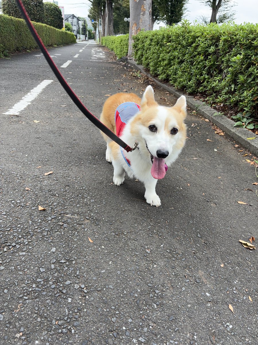 Soul10041's tweet photo. あ散歩🐾
ゆっくり寝過ぎて遅スタート
27℃で曇り🌥️だけど無風の上
湿度があってバテバテ💦
👅ベロ伸びまくり🤣
#コーギー https://t.co/qMMW1d3GNP