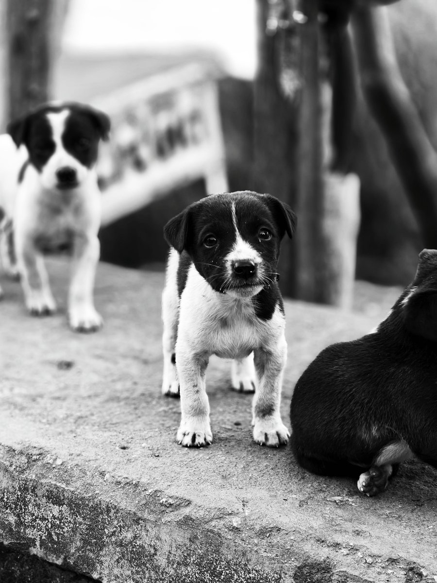 everydaydogsup's tweet photo. Give your dog the everyday essentials they deserve! Shop great finds for happy tails at https://t.co/grEfdxOqGz. #DogSupplies #DogLovers #PetShop #HappyDogs #DogLife https://t.co/Z7jd5t62Af