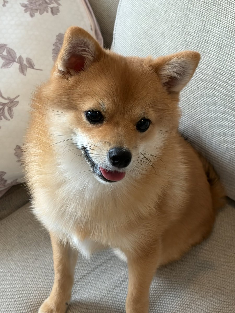 co6ko9's tweet photo. なんかモフみが増してない…？ https://t.co/lO9n3NZYAd