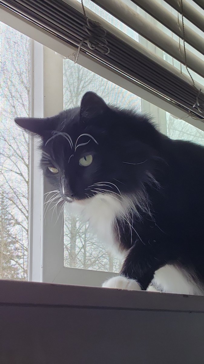 Fatherbun's tweet photo. Loves the window. https://t.co/FHszM6bwfJ