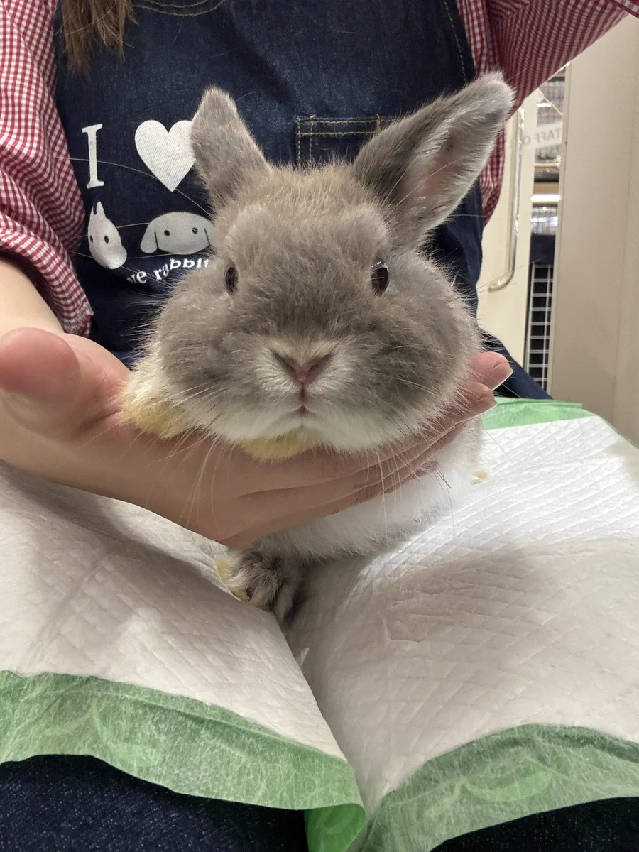 うさぎのしっぽレイクタウン店 в X: „お顔がとっても可愛い新入りお