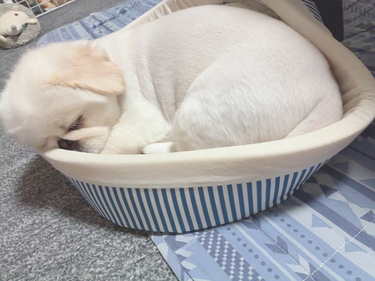 butiito's tweet photo. 昨夜の 母 入浴終わり 出待ち

#ペキニーズ https://t.co/3b9RQMow1n