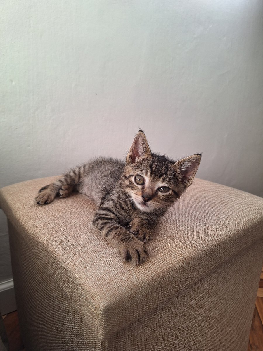 AcaEmmita's tweet photo. Esta red social se me llenó de machitos violentos 
Así que voy a descomprimir mi algoritmo mostrándoles a mis transitorios Aura y Milo.
Comenten con sus gatos plz https://t.co/4XkSUZy1oC