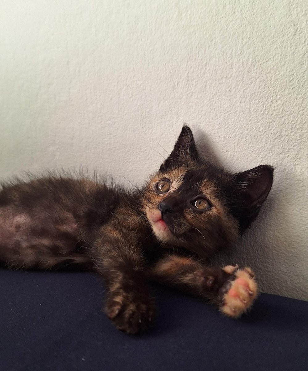 AcaEmmita's tweet photo. Esta red social se me llenó de machitos violentos 
Así que voy a descomprimir mi algoritmo mostrándoles a mis transitorios Aura y Milo.
Comenten con sus gatos plz https://t.co/4XkSUZy1oC