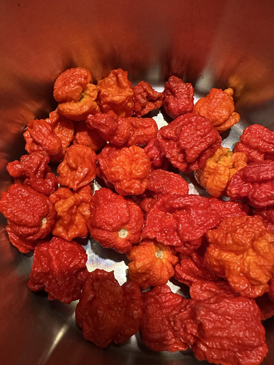 MAGENDO_JAPAN's tweet photo. ブートジョロキアのペーストを作りました🌶️💀 激辛番組で食べてる人いるけど、本当に大丈夫？これ、味見だけでヤバい🔥 一気に食べたら…本当に死んじゃうんじゃないのかな💧 https://t.co/UBGNvCjoEB