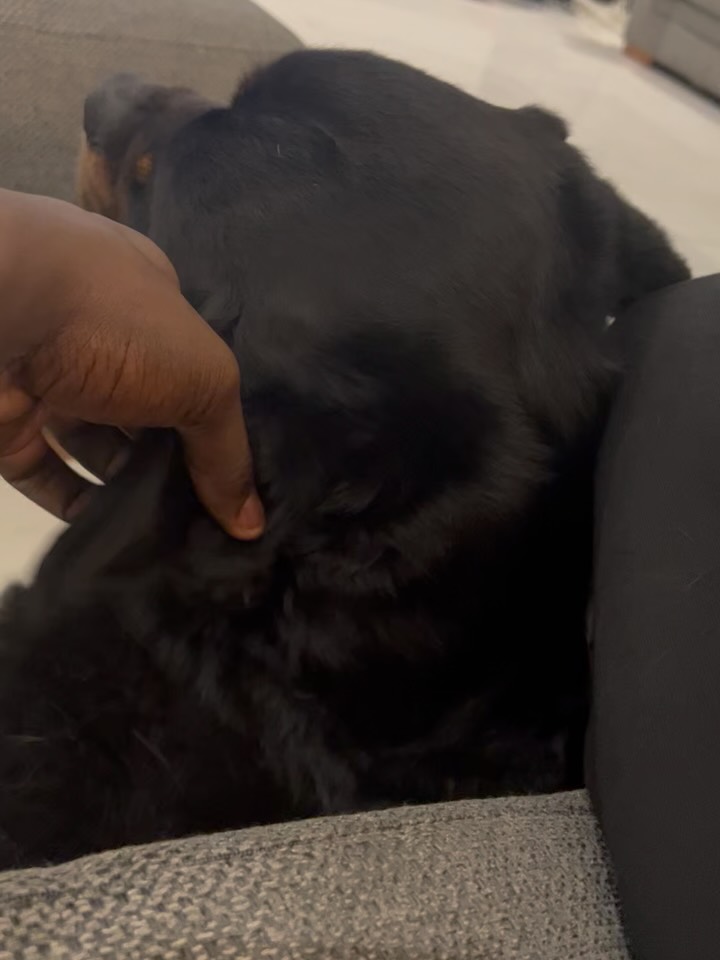 delbert_7pbdu's tweet photo. RIP my no.1 boy ❤️❤️❤️

No words, just gutted and heartbroken. I love you so much, my boy. If you know me, you know how much Enz meant to me. Gonna miss you, my guy ❤️💔 https://t.co/5T0JitwdW4