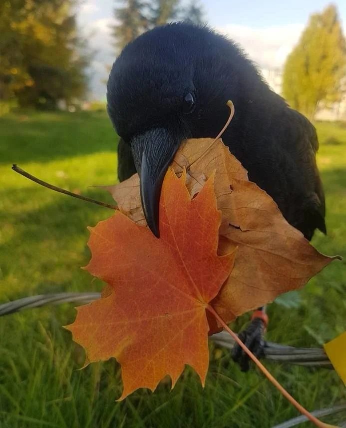 The_Regal_Raven's tweet photo. Autumn is here https://t.co/TmThdF9yRj