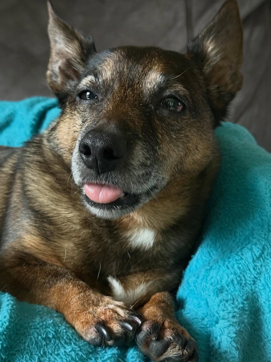 boogie23322's tweet photo. Poor little pickle, still high as a kite after sedation at the vet. https://t.co/JI3XmcSFcm