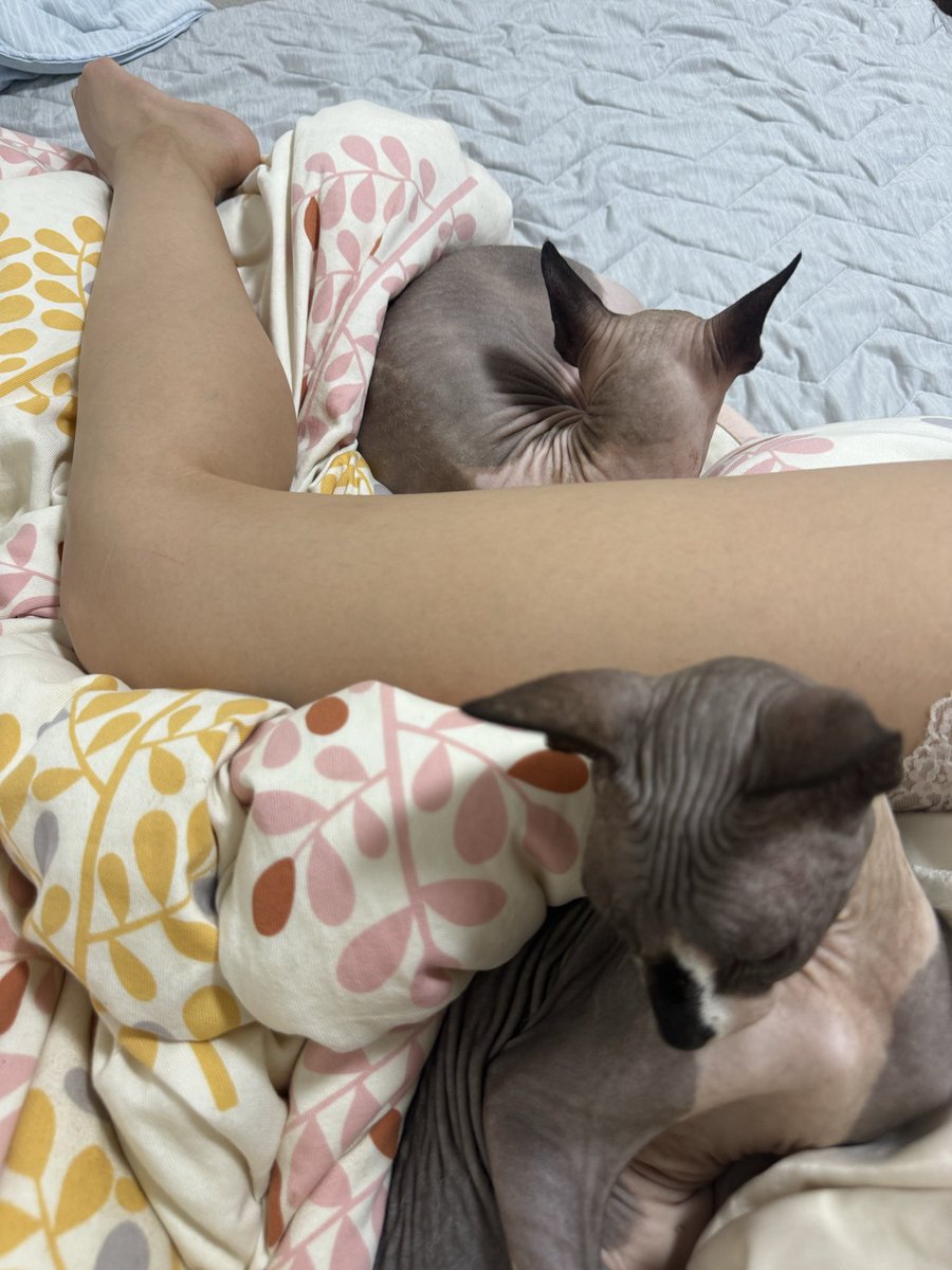 tubasa_mai_'s tweet photo. おはようしたけど、
まだお布団から出れてないですぅ。。。 https://t.co/hJ7oXB6Vic