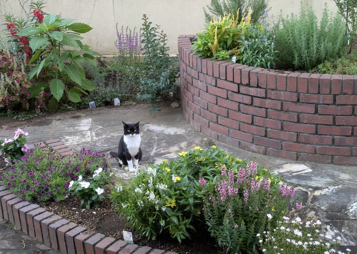 ROLO21161's tweet photo. 夏から時々庭を訪れる様になった猫さん
さくら耳で毛艶が良く痩せてもいないから
何処かでお世話されてる子なのかなぁ
暑さのせいか現れるのは朝方だけ
夫が水を置いたりロロのお供え用のチュールをたまにあげたりしてる
またいつでも遊びに来てね🐈‍⬛👋 https://t.co/e5IyiJuL94