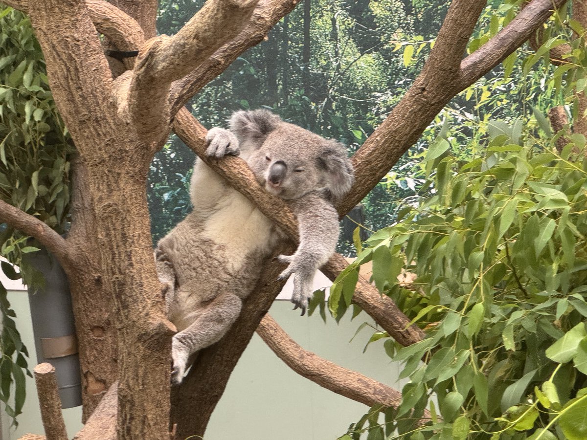 hirakawazoo's tweet photo. ＃コアラ のコスモが斜めで休んでいました🐨
この格好で休めるなんて　＃すごいコアラ！ です😲

＃マグマシティ　＃平川動物公園　＃日本一　＃koala　＃日本一のコアラ飼育頭数 https://t.co/GDuX98hF4b