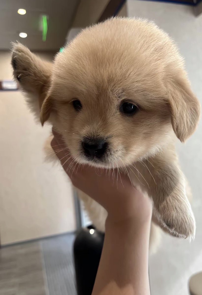 twaniimals tweet picture