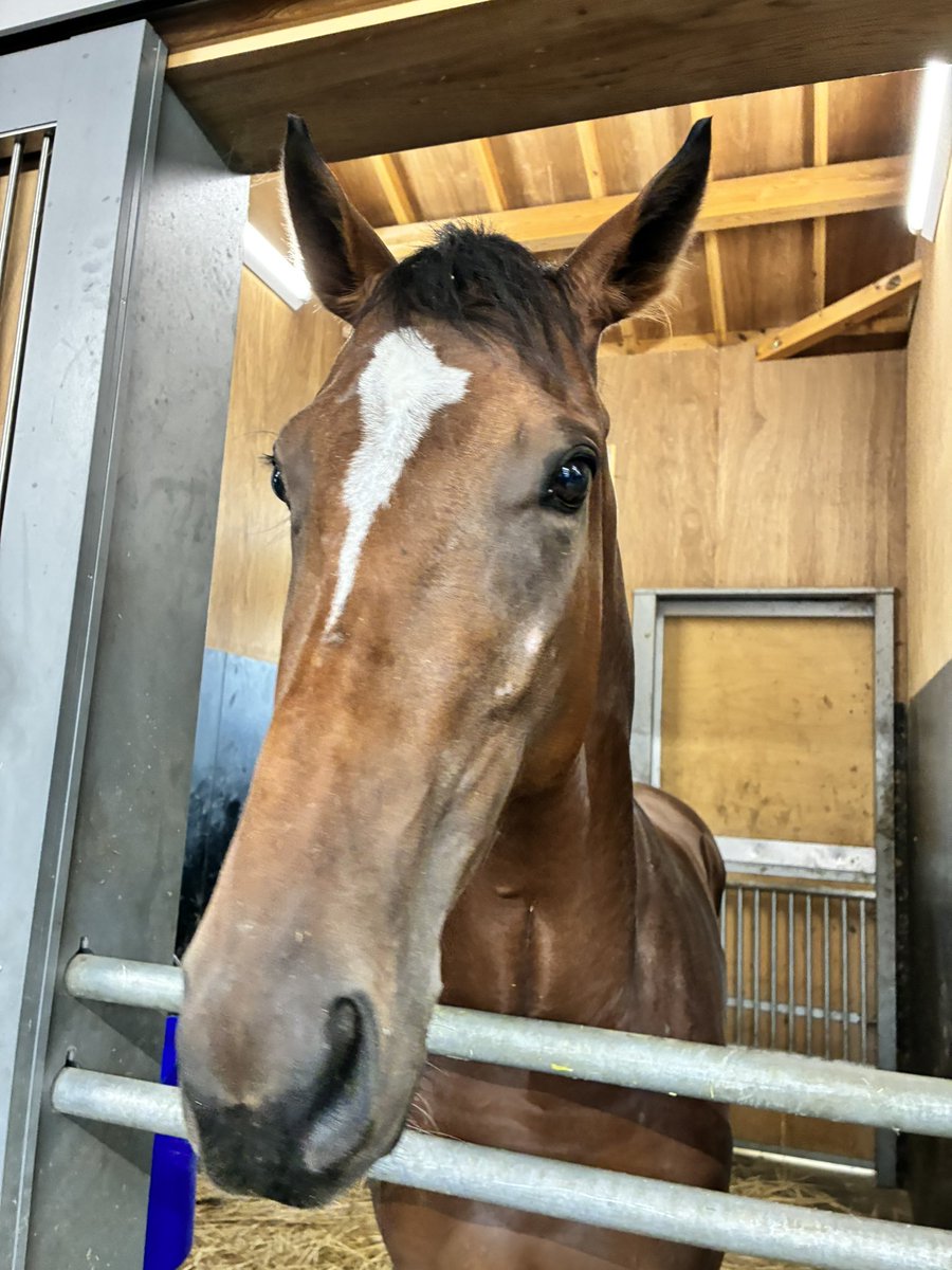 MASAYONE961846's tweet photo. 新馬、アルアインの仔　可愛い馬の予感🐴 https://t.co/zdPM7Vw1aD