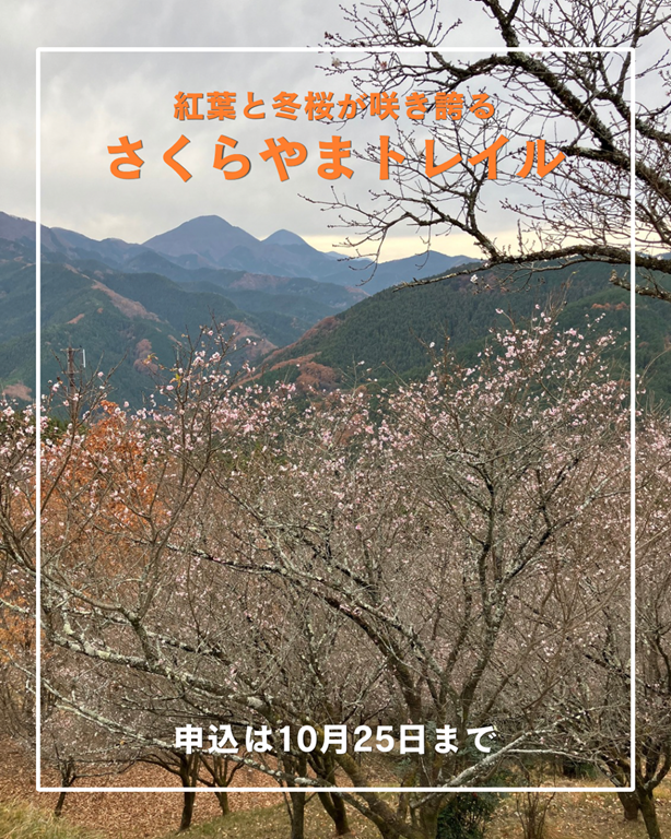 tanofujikankou's tweet photo. 藤岡市鬼石地域で「さくらやまトレイル2026」が開催されます🏃
山を走る楽しさに触れてみたい方から、限界に挑みたい方まで楽しめる3つのコース🍁
紅葉と冬桜が咲き誇る絶景の中で、最高の１日を過ごしてみませんか🌸

開催日：１１月１５日
申し込み：１０月２５日まで

https://t.co/N1YQEIaoZf https://t.co/T912ROPrww