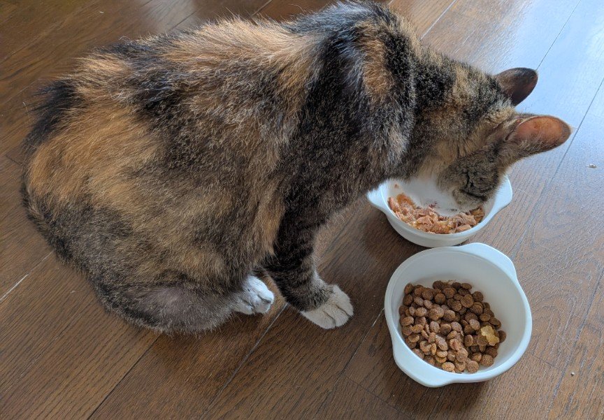 hayabusakikan's tweet photo. 拡散希望

猫さんを保護しました。

人に慣れた様子で、飼い猫の可能性あるかもしれません。食欲はあるものの痩せており、体調気になります。

とても穏やかでかわいい子です。どなたか探してらっしゃいますか？

群馬県伊勢崎市、埼玉県本庄市、上里町、神川町、美里町近辺。

#猫
#迷子
#拡散希望 https://t.co/fNBS9tSchY
