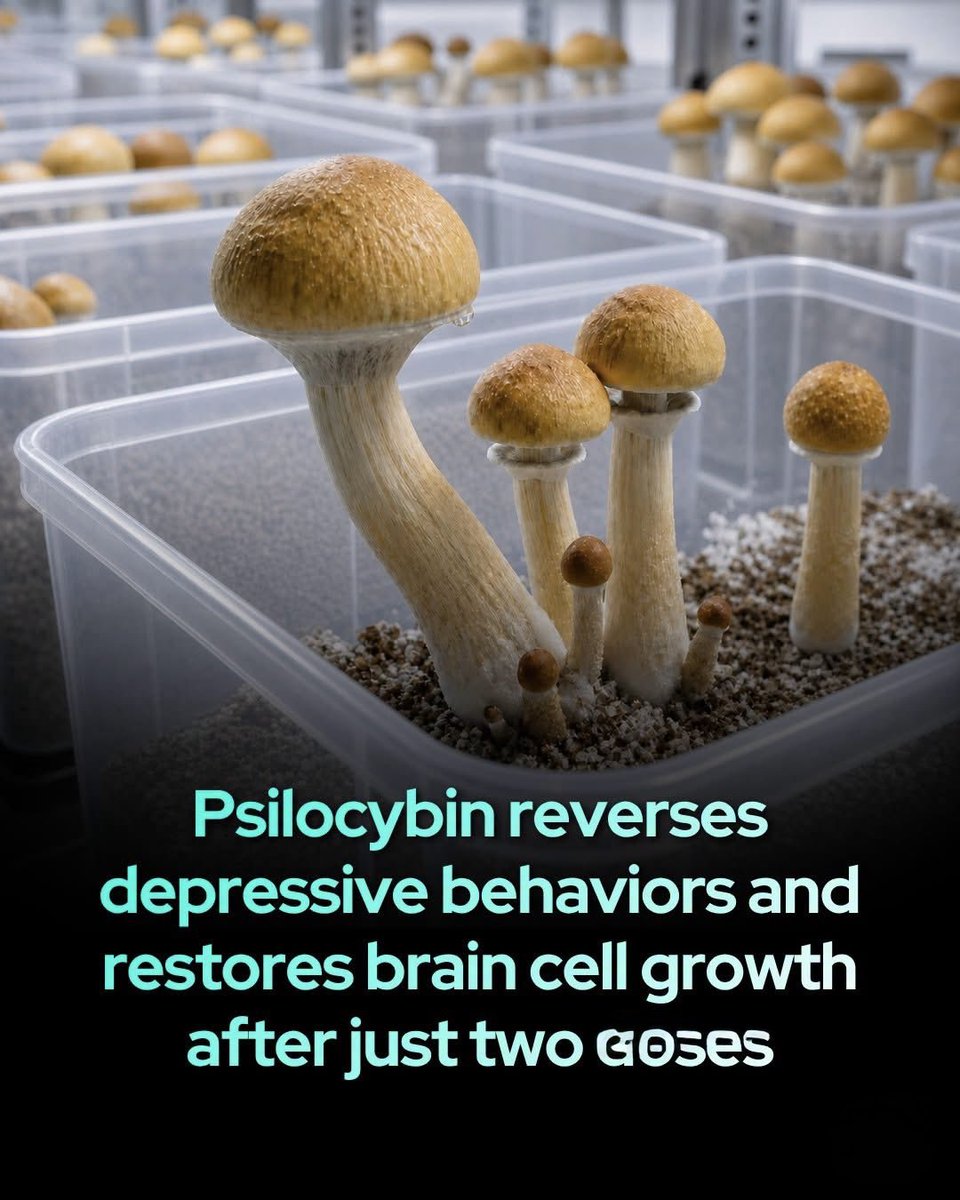 scitechgirl's tweet photo. 🧠 PSILOCYBIN MAY HAVE “RESET” STRESSED BRAINS — BUT THERE’S A TWIST

In a new study, rats exposed to weeks of unpredictable stress developed depression- and anxiety-like behaviors. But after receiving two doses of psilocybin, many of these changes were reversed. They showed more interest in sweetened water, explored open spaces more freely, and became more active.

Scientists also found that psilocybin increased signs linked to new neuron growth in the hippocampus and boosted activity related to BDNF, a molecule important for brain connections. It also helped bring the animals’ stress hormone levels toward normal.

Could psilocybin help the brain recover from chronic stress? The findings are exciting—but this was a small study in male rats, not humans. It does not prove that psilocybin regrows brain cells or cures depression in people.

Still, the results offer another fascinating clue about how psychedelic drugs may affect the brain—and why scientists are studying them so closely. 

Source: Psilocybin restores behavioral and neuroplastic deficits induced by chronic stress in rats. (2026). Progress in Neuro-Psychopharmacology & Biological Psychiatry.