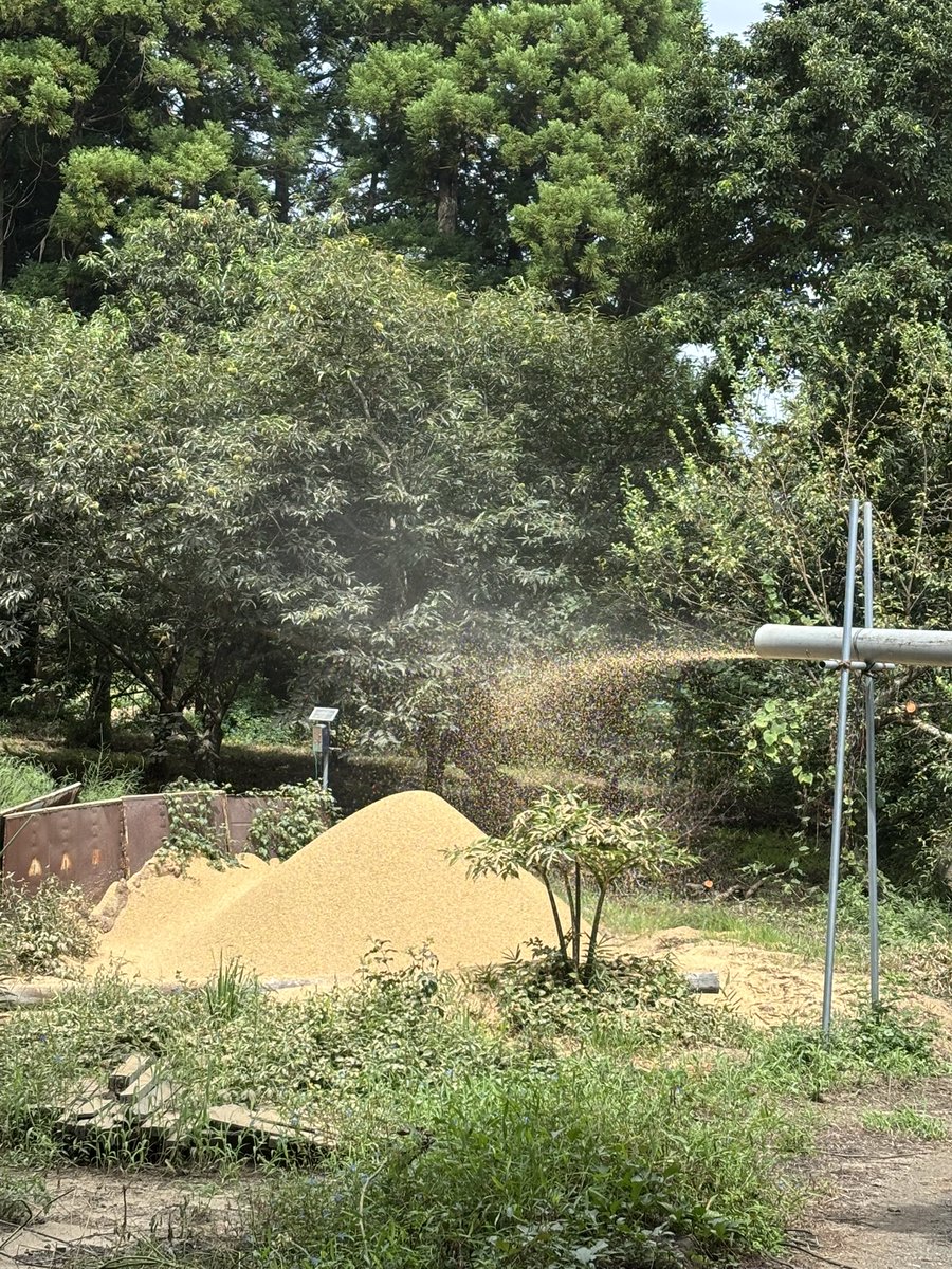 keikolani's tweet photo. 籾摺りしていたら
タマムシさんが来た
籾殻飛ばして山になってます。涼しくなったら薫炭作ります https://t.co/ER3bwkbTfZ