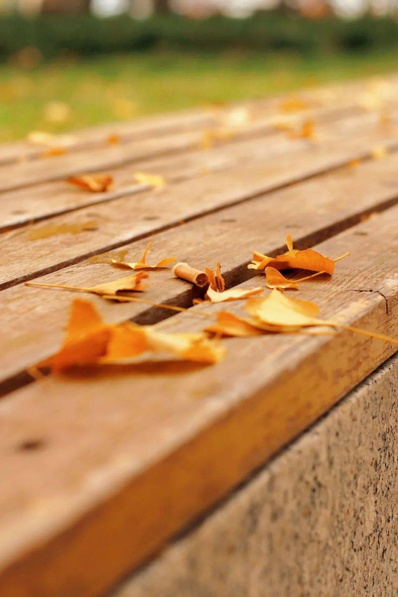 KelsenStein's tweet photo. Cozy autumn vibes: crisp air, golden leaves, and a warm cup of spiced latte to chase the chill. ， https://t.co/aB5Dik2cLn