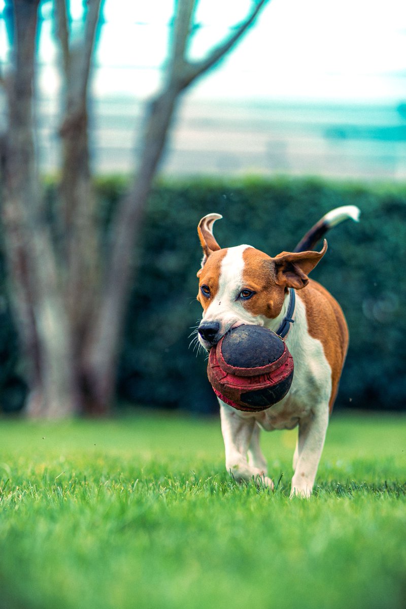 UnleashDogs1's tweet photo. 🐶 A new home for all things dogs is coming soon!

Toys, supplies, accessories, and more for your best friend.

Stay tuned!

#ComingSoon #DogStore #DogSupplies #DogLovers #PuppyLove #PetLovers https://t.co/eRhnwYQ2pT