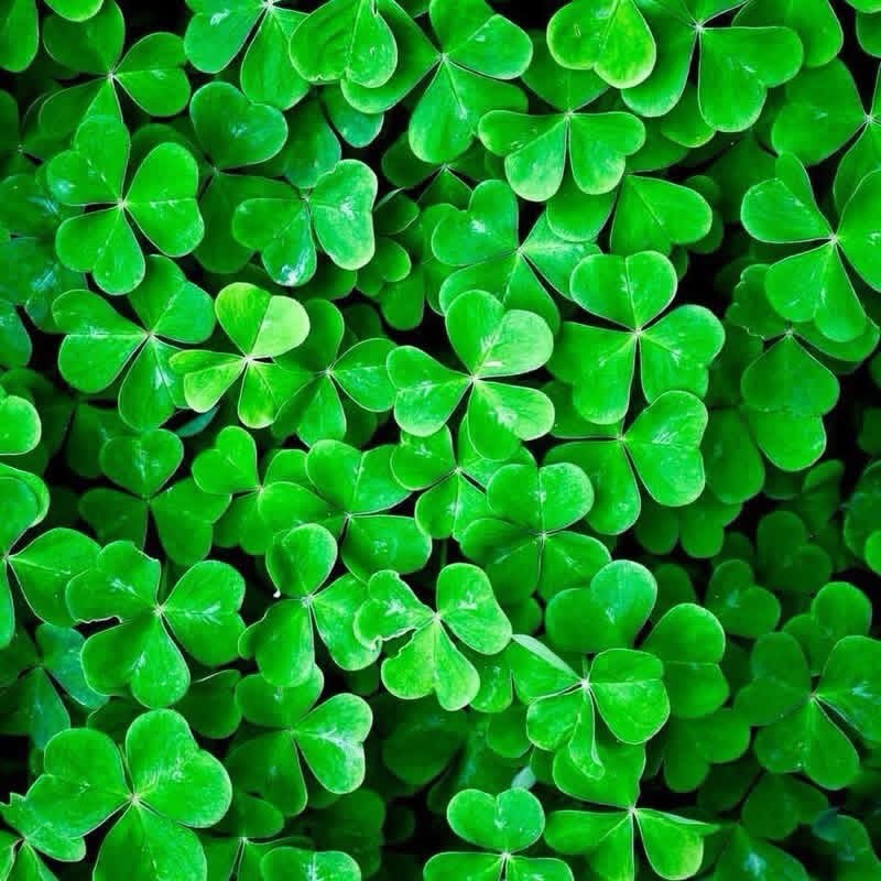 KaronSchettler's tweet photo. Happy St. Patrick’s Day! May the luck of the Irish be with you today and always. https://t.co/3kC3QRQThP