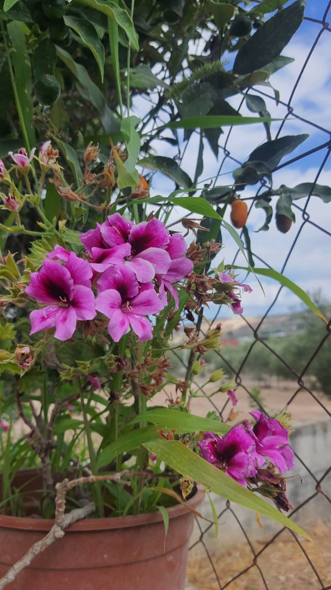 somewhreonearth's tweet photo. 🌸 Good Morning, everyone! Like flowers, may we always find a reason to bloom. 🌿☀️ https://t.co/6Pt7k7LFn3