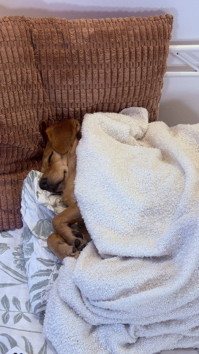 itssweetdani's tweet photo. My sweet Sasha 🧸 https://t.co/gyBE46Qtlg