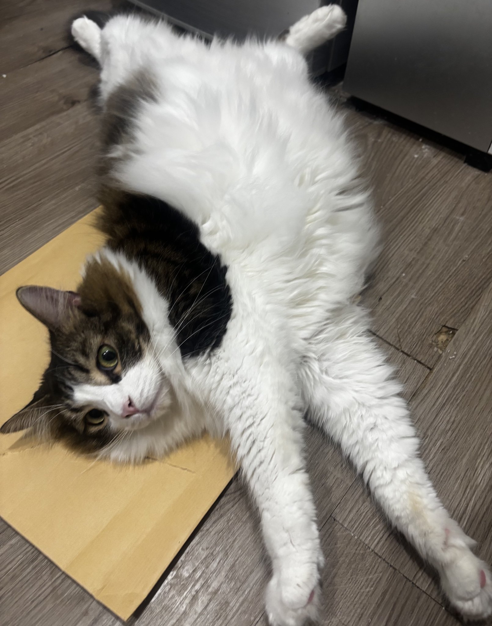しろねこ on X: 
