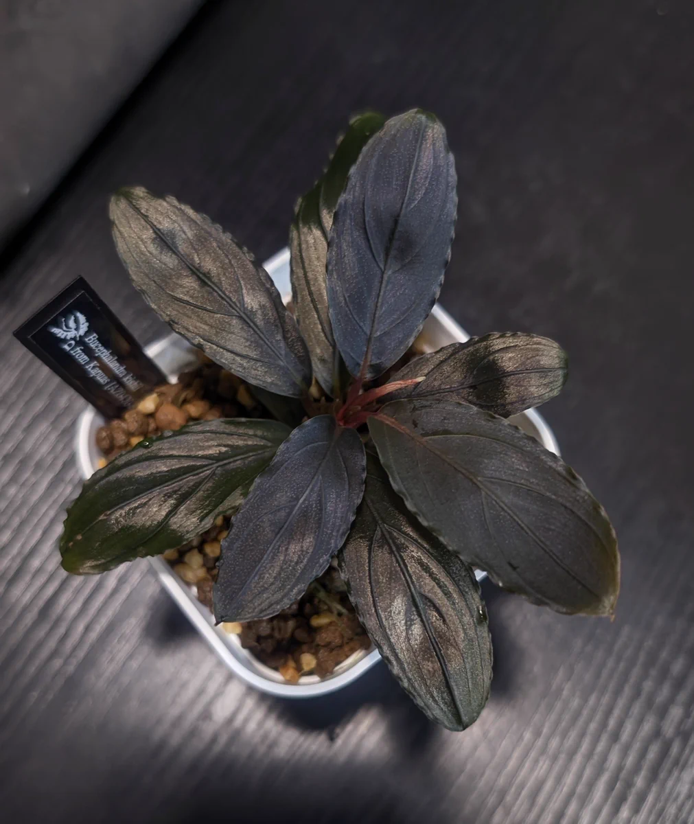 【実生ブセ】Bucephalandra cv.\