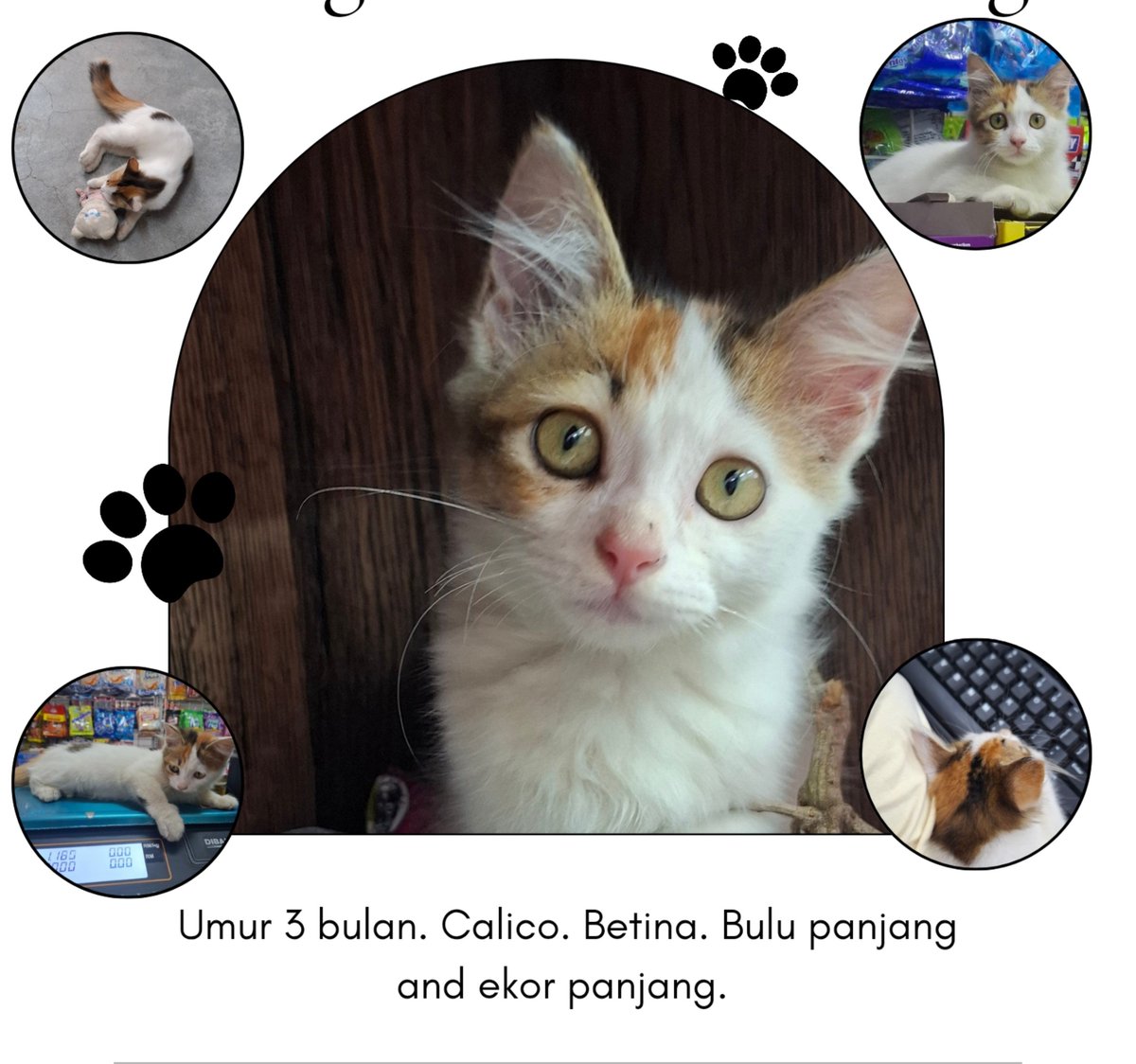 bangtanbobaa's tweet photo. i print poster and tape it around store to let people know that maomao is missing. sedih wehh biasa bukak kedai i bagi dia makan dulu and know dh tkde🥲 tolong doakan dia balik https://t.co/2fAtaizOOr