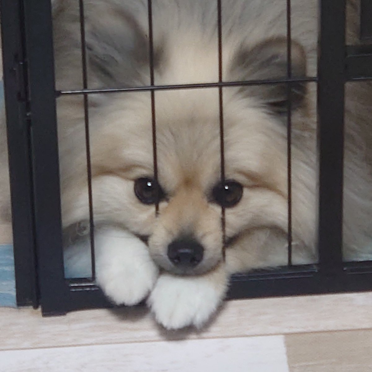 tabi_pome's tweet photo. ﾊﾔｸｺｺｶﾗﾀﾞｾｯ https://t.co/hb0XwFdWum