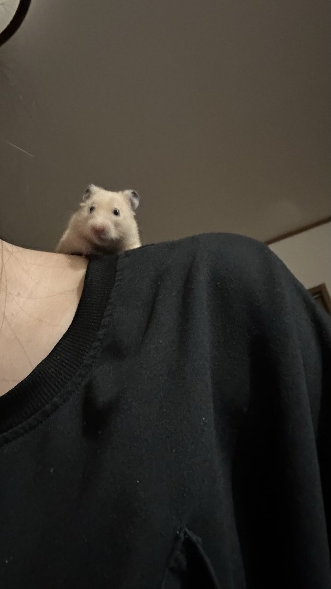 amane_na2mi's tweet photo. 【生存】

全然切れてないのに
唇がヒリヒリずっといたい
もう三日目🐹なんだろうか🐹 https://t.co/J0IUQDqmrF