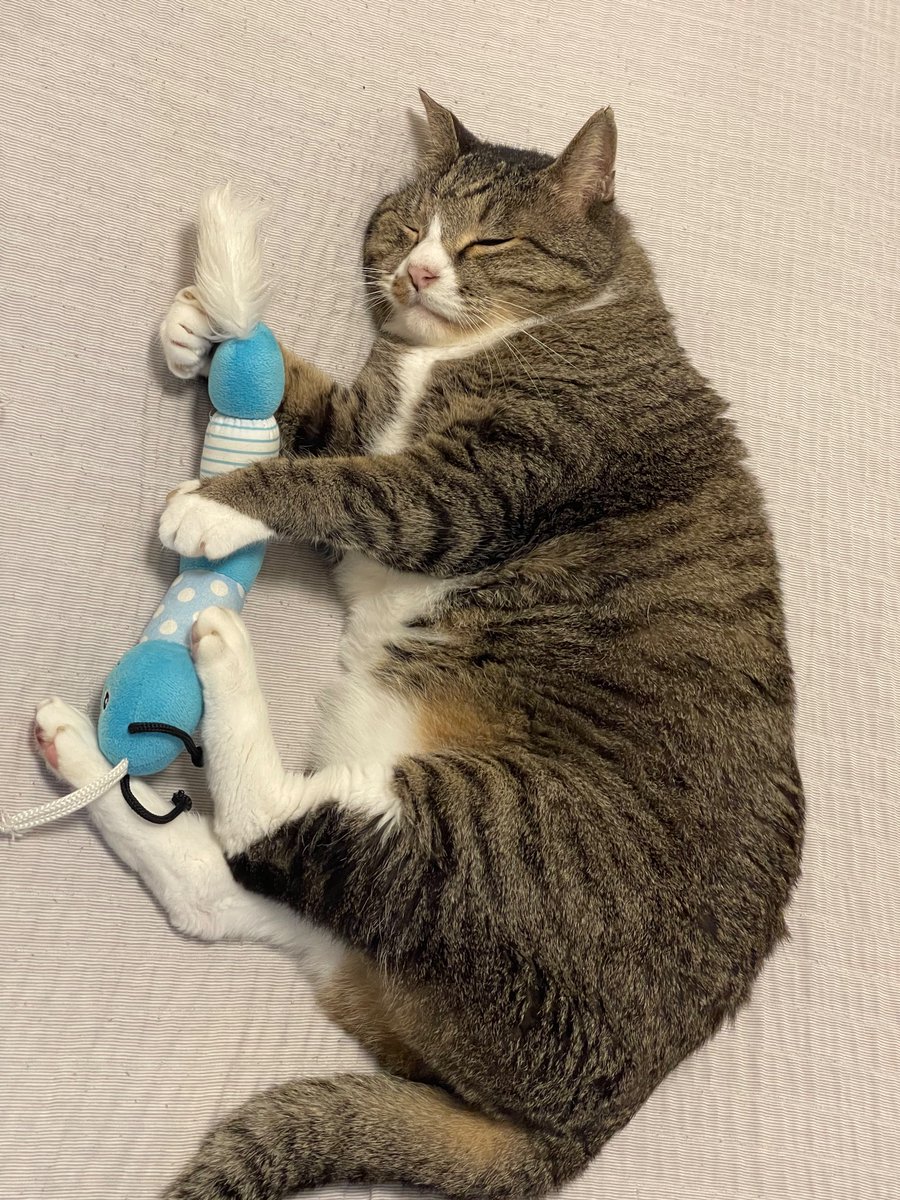 JumpOff13532687's tweet photo. 遊���でて寝てしまう程度にはお爺ちゃん猫です。
#猫がいるくらし  #catoftwitter https://t.co/btfaJImLTw