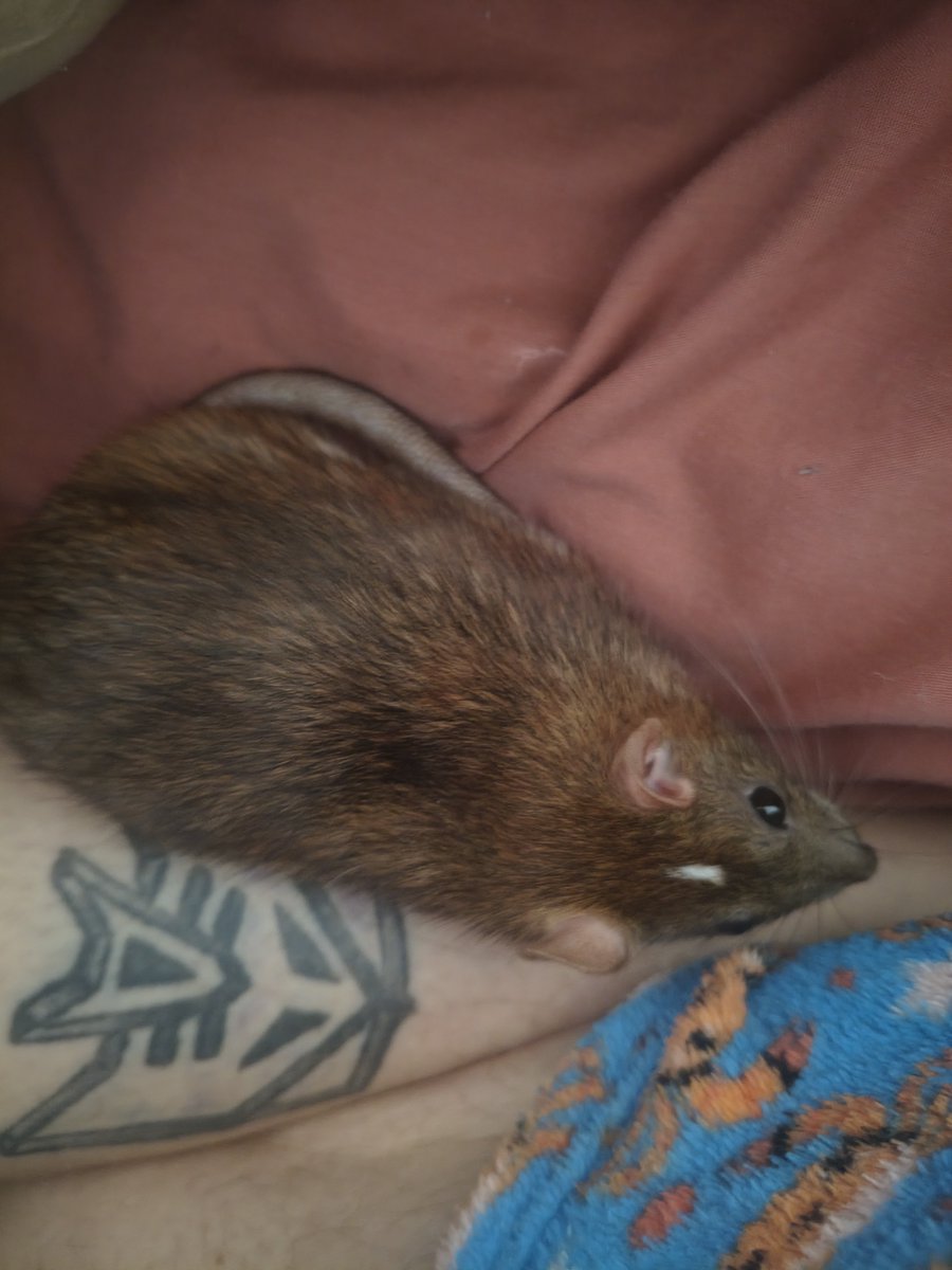 cinnagdyc's tweet photo. Sparkles the sewer rat went to the vet, she has a mild URI and is on antibiotics and the vet recommended a worm treatment but she is otherwise okay 👌 https://t.co/3OMXUK9EDe