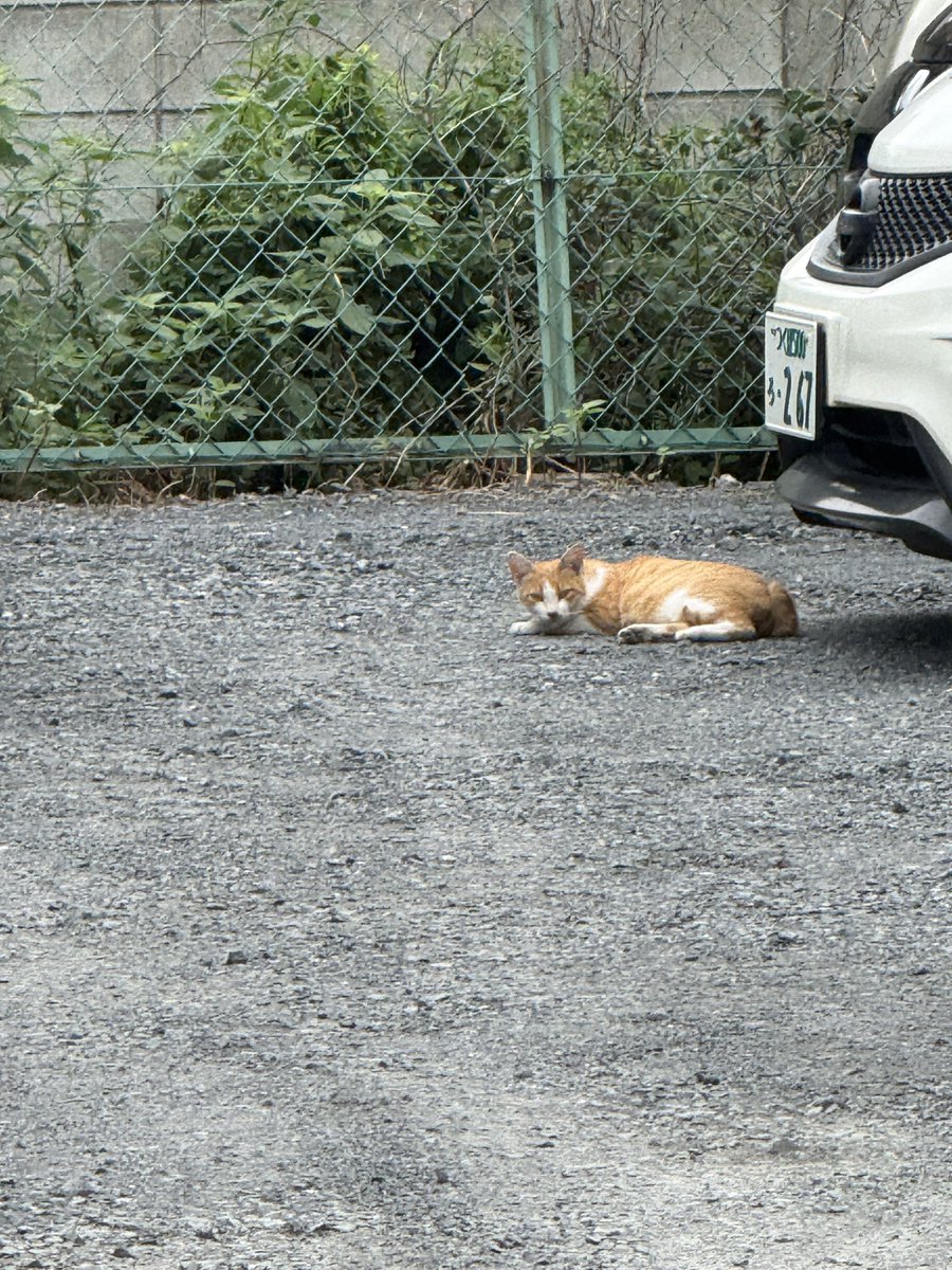 E12_267's tweet photo. ネッコが俺の車の前でくつろいでやがる
俺の車の周り猫多すぎだろ！
前はめっちゃ見てきたし(動画は前の) https://t.co/P82k7WVhJl