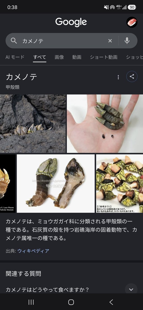 sushi_gurui's tweet photo. @Q9fRcLZNZB42287 @Odo_fix 見た目の通り亀の手に似ている事から、塩ゆでや酒蒸しにして食べるとエビやカニっぽいお味だとか！
スーパーにも、時折並びます！ https://t.co/74rPSAKOAG