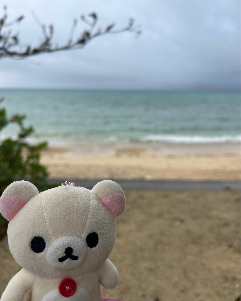 mokohane's tweet photo. コリたん、荒れた沖縄の海だよ https://t.co/PVSMdeWOp7