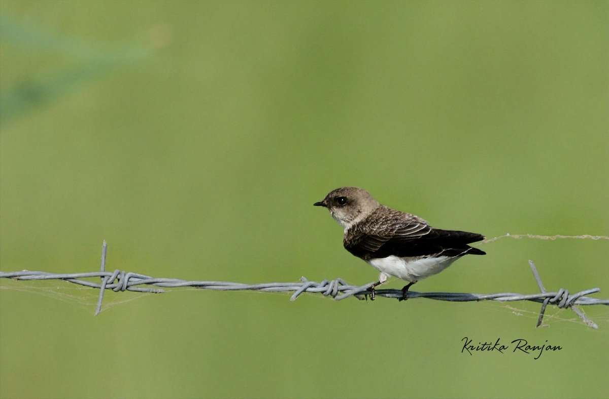 KritikaRanjan6's tweet photo. Captured this Sand Martin perched along the field boundary in Chandu-Budhera Wetland. Given how fast these little swallows dart around, seeing one sitting still was great. @IndiAves @Theme_pic_India #birding #Lifer #birds #birdwatching #Nikon #nature #birdphotography #wildlife https://t.co/FCuYYO8NJ7