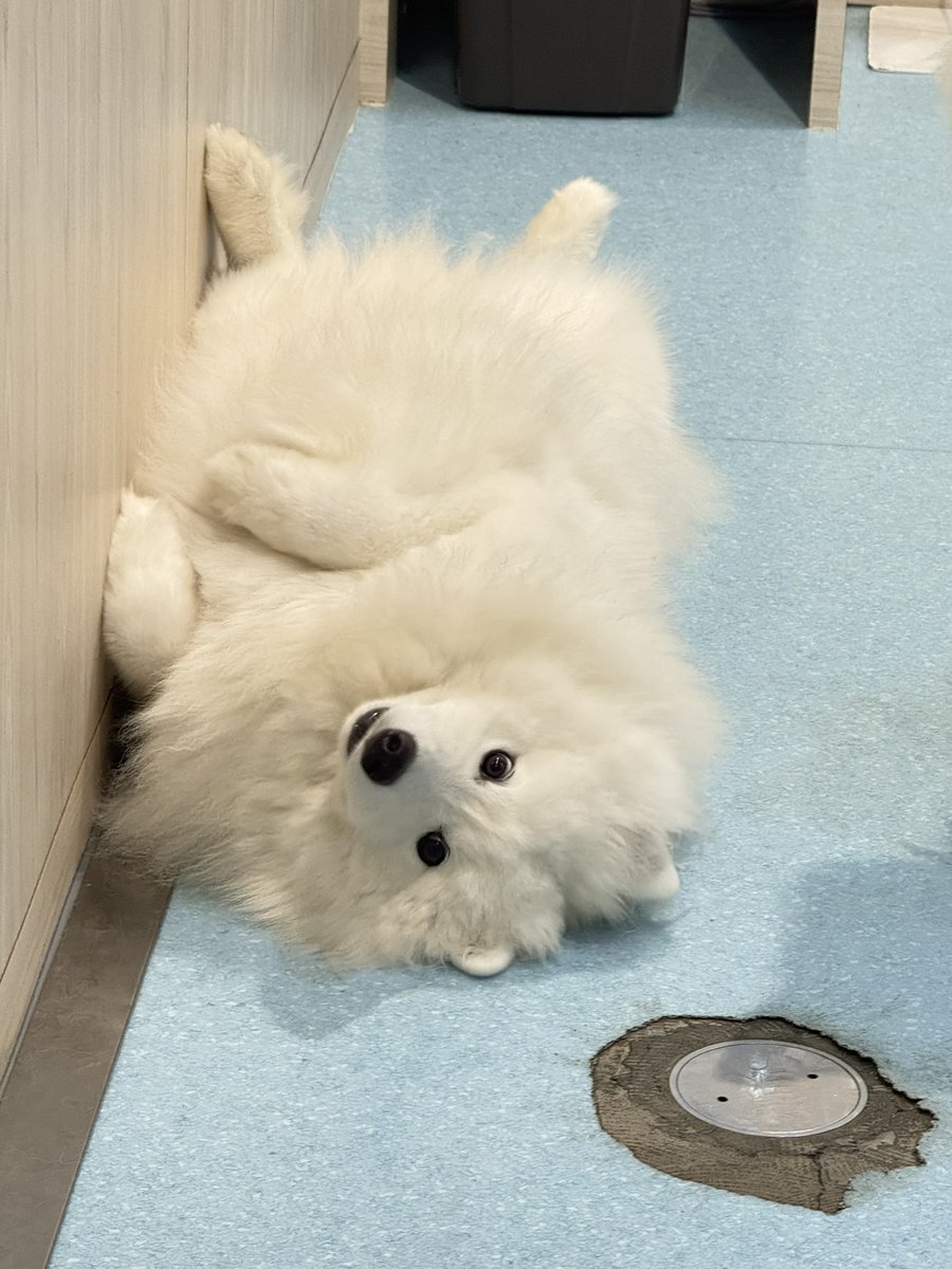 samoyed_cafe's tweet photo. 構ってもらい待ちです https://t.co/lD1ZCmJMen