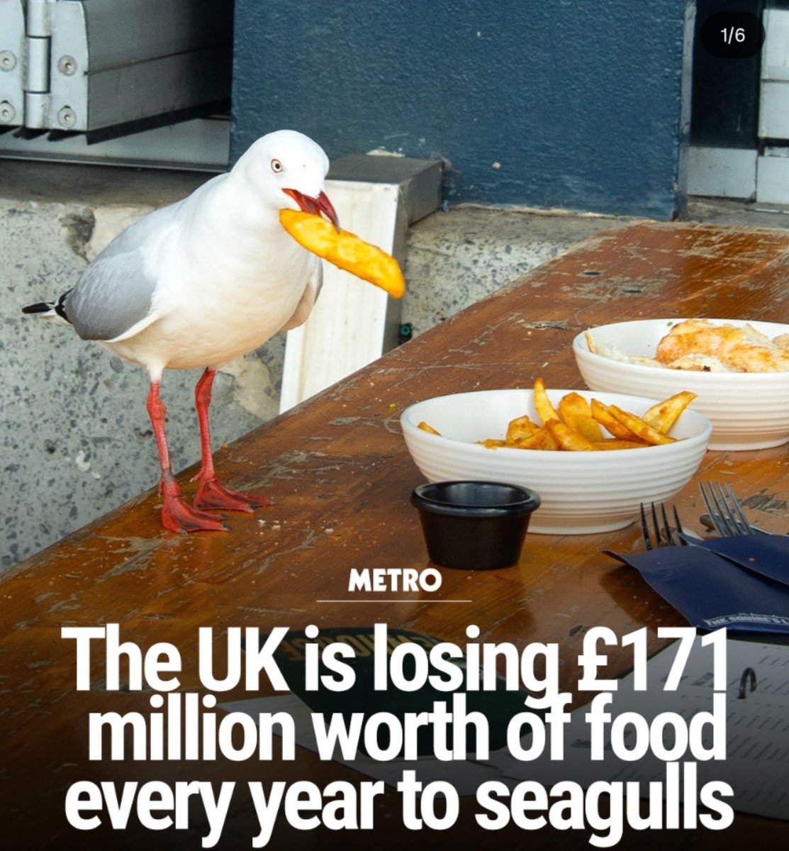 domdyer70's tweet photo. We are hugely wasteful society, so much food gets left on plates or dumped in bins the gulls simply take what we leave behind. Stop demonising these beautiful birds that are being increasingly persecuted https://t.co/vwQ7ltrRLB