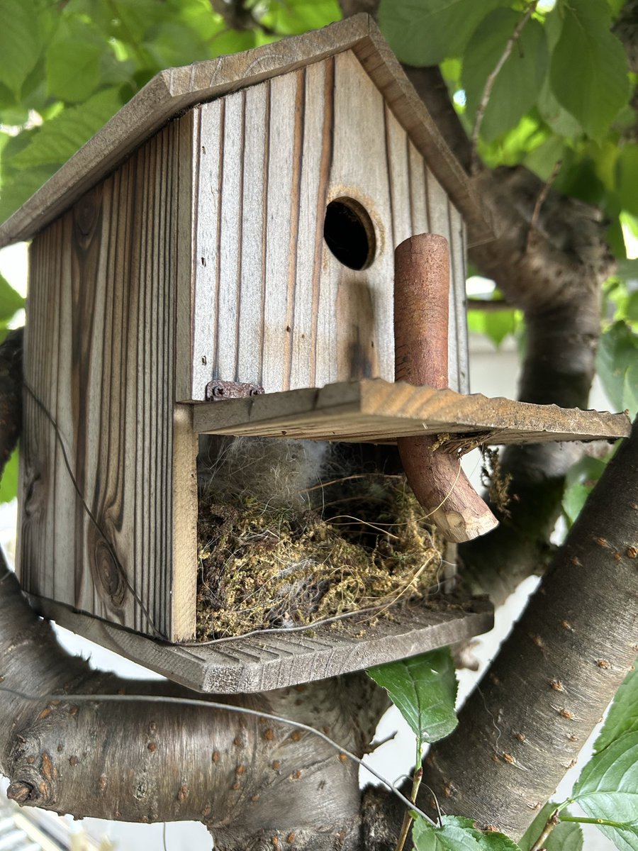 kagekineko's tweet photo. 9月になって家人がシジュウカラの巣箱を掃除しました。ヒナは春に巣立っています。枯葉色になっていましたが、コケ類をきちんと敷き詰めていました。不思議なのは奥に白い綿の切れ端をいくつもしまっていたことです。この意味をご存知の方、お教えいただければ幸いです。 https://t.co/vy41U3rNUI