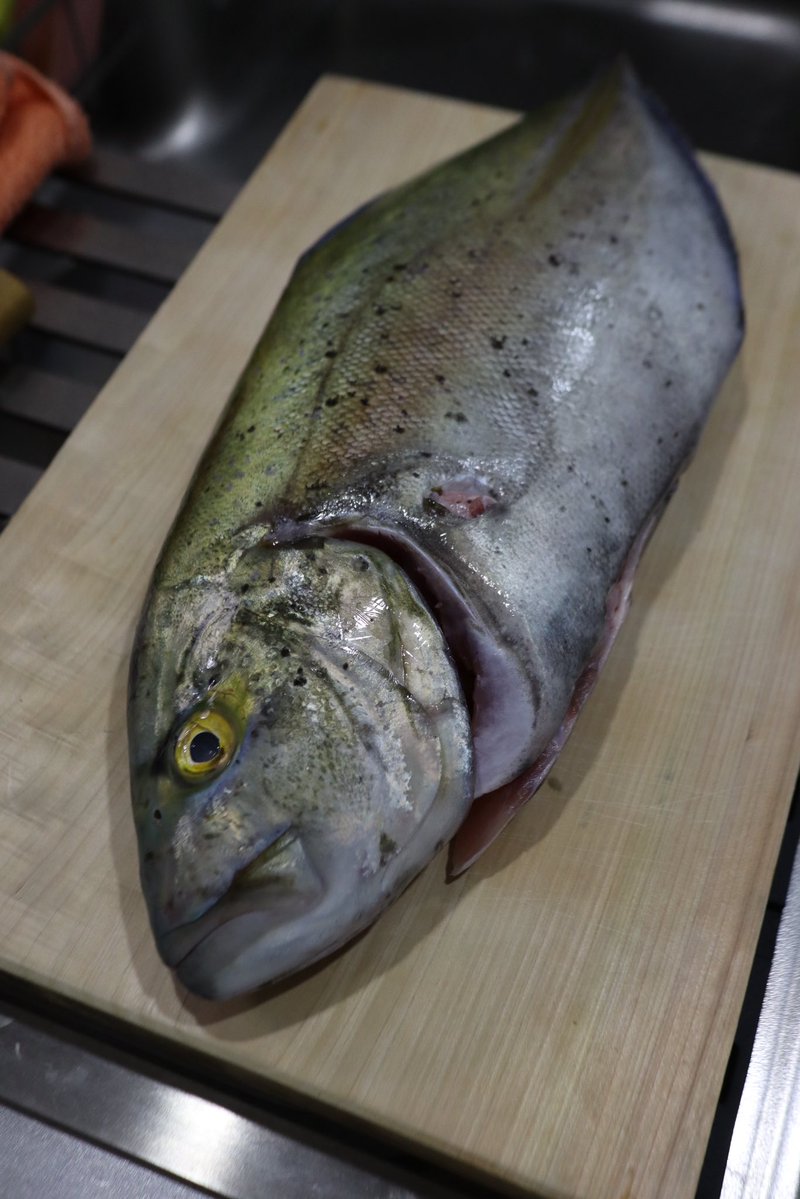 fish_ochapi tweet picture