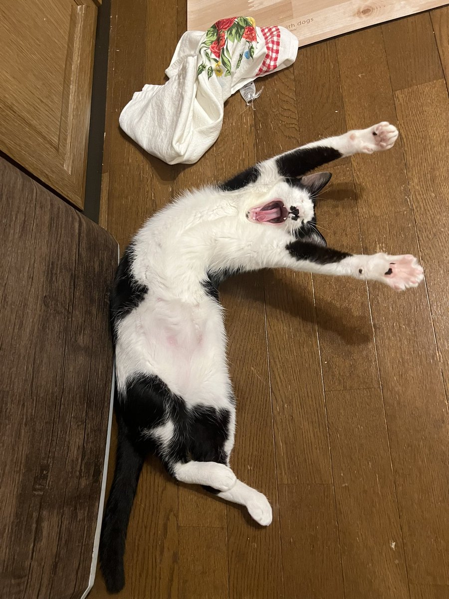 miahamuco's tweet photo. ふあぁぁ!たくさん遊んだにゃー!!
#猫
#ねこかわいいね
#猫好き
#猫のいる暮らし
#猫好きさんと繋がりたい
#CatsLover
#CATnjoy https://t.co/XnKhavbaJR