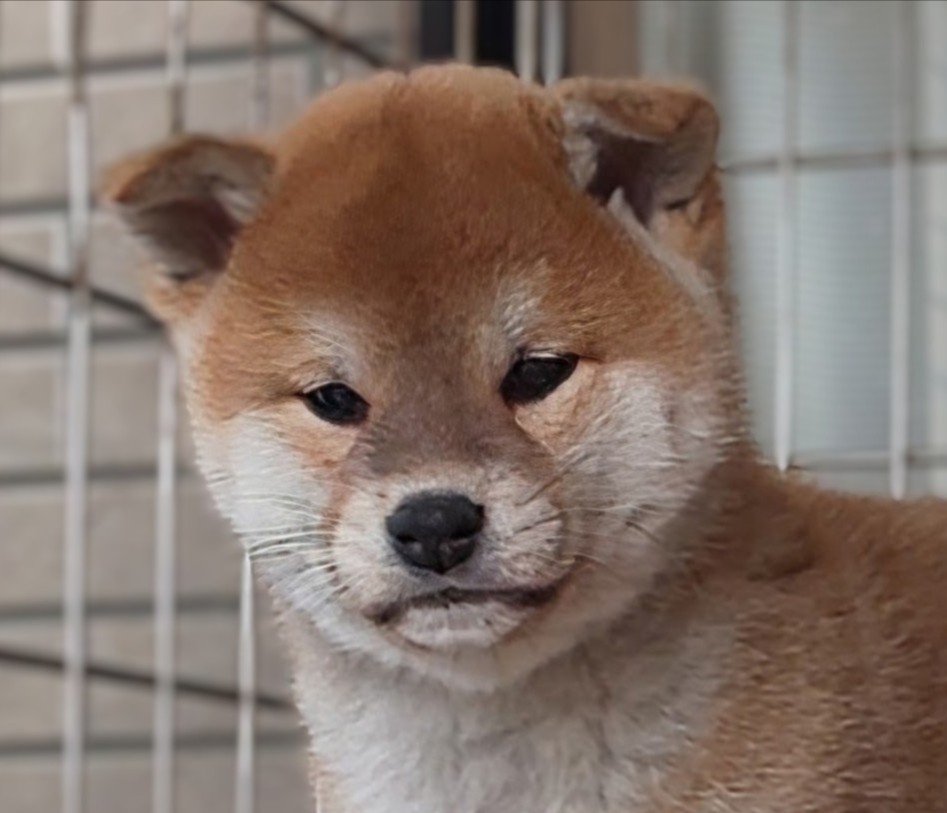 kaitakensya's tweet photo. 目に意志が出始めた子犬。 https://t.co/mfiyuVrMyP