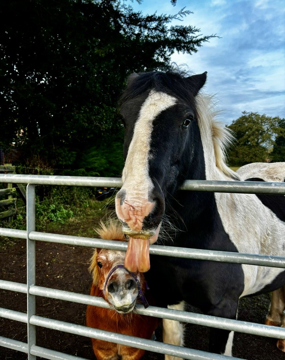 lilnatzh8's tweet photo. A cheeky hello 👋 
#cob #shetland https://t.co/OvpzopTkZ3