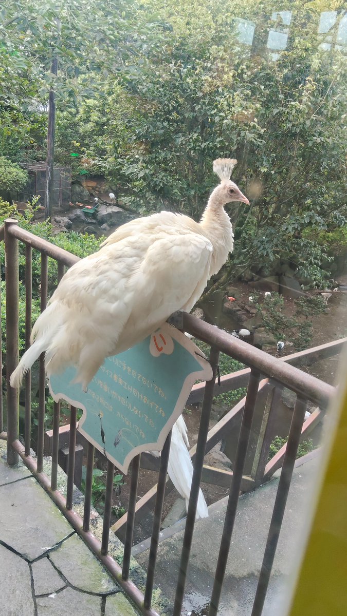 kawasemidaisuke's tweet photo. あとこれは動物園なんだけど伊豆シャボテン公園とてもたのしかったです https://t.co/eAnNnSZhAA