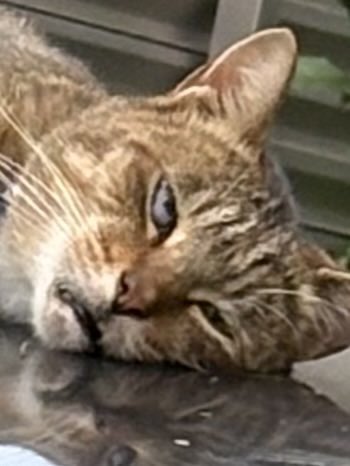Hazren_'s tweet photo. 車の上で寝てる猫見つけてかわいいーーーと思って写真撮ったんだけど
ありえない表情してる https://t.co/O9K9Q2KTfA