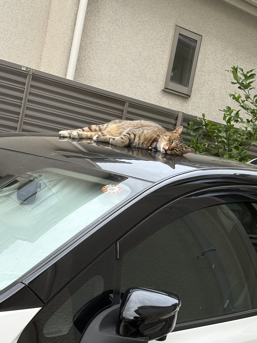Hazren_'s tweet photo. 車の上で寝てる猫見つけてかわいいーーーと思って写真撮ったんだけど
ありえない表情してる https://t.co/O9K9Q2KTfA