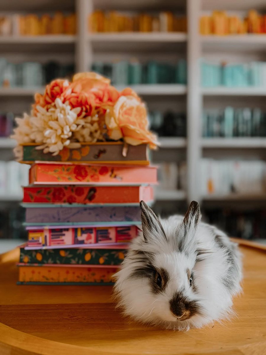 ariposcca's tweet photo. Happy Wednesday friends. Do you have any pets???

I want you to meet Jax the newest member of our family. I’m not sure what breed of bunny he is but he is SO sweet and our entire family loves him!!! https://t.co/1iovyK17ae